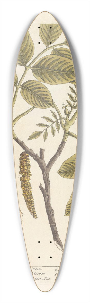 Elizabeth Blackwell - The wallnut 39.3 inch art pintail longboard deck
