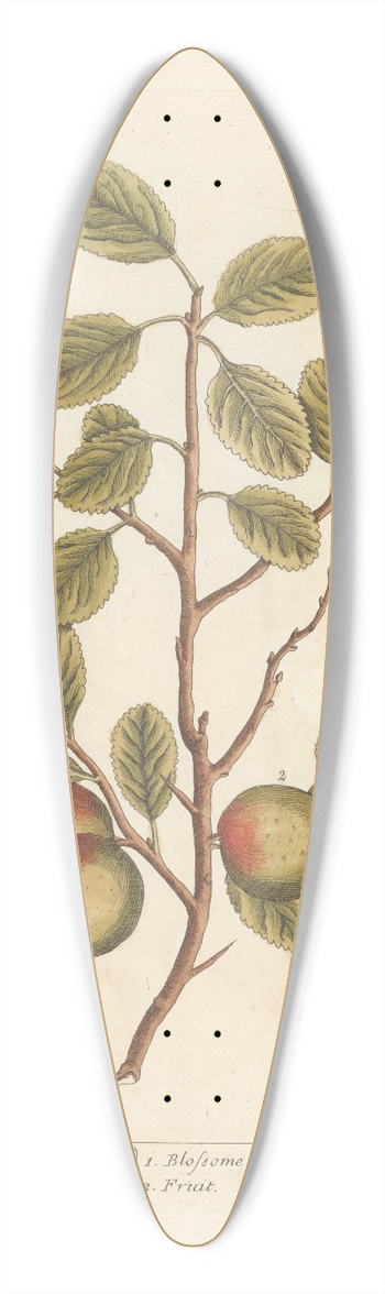 Elizabeth Blackwell - The wilding or crab tree 39.3 inch art pintail longboard deck