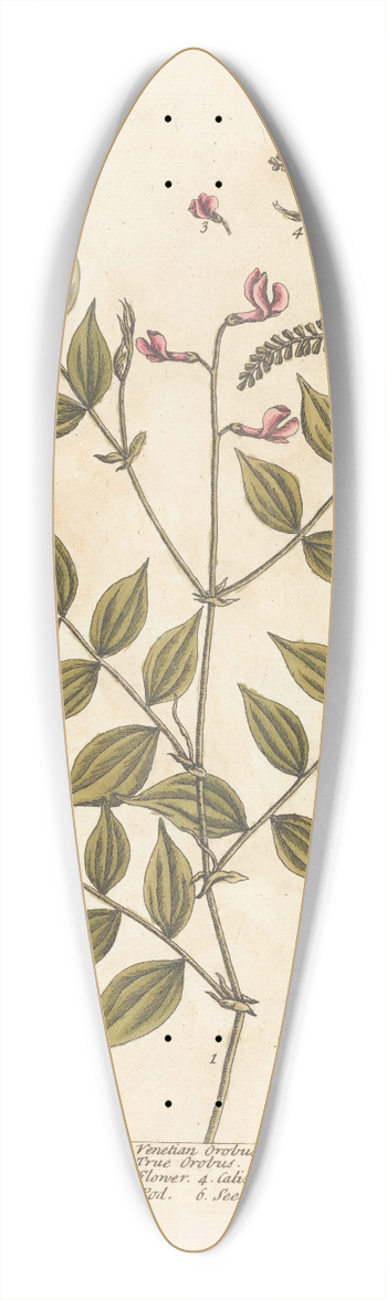 Elizabeth Blackwell - Venetian orobus, the true orobus 39.3 inch art pintail longboard deck