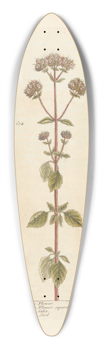Elizabeth Blackwell - Wild marjoram 39.3 inch art pintail longboard deck