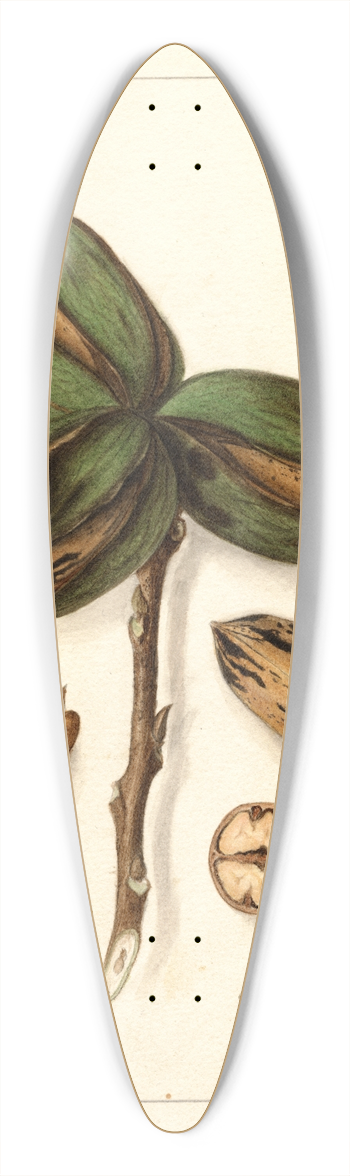 Ellen Isham Schutt - Carya: Teche 39.3 inch art pintail longboard deck
