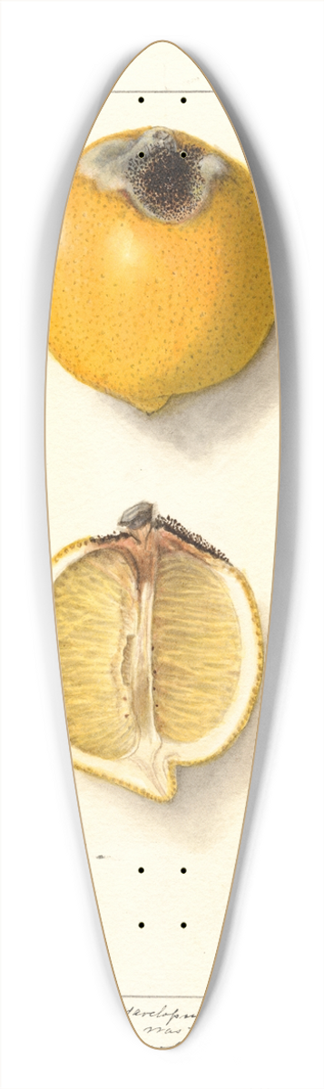 Ellen Isham Schutt - Citrus limon 39.3 inch art pintail longboard deck
