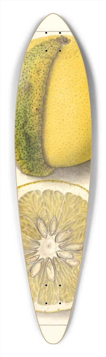 Ellen Isham Schutt - Citrus paradisi: Chimera 39.3 inch art pintail longboard deck