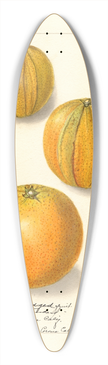 Ellen Isham Schutt - Citrus sinensis: Valencia 39.3 inch art pintail longboard deck