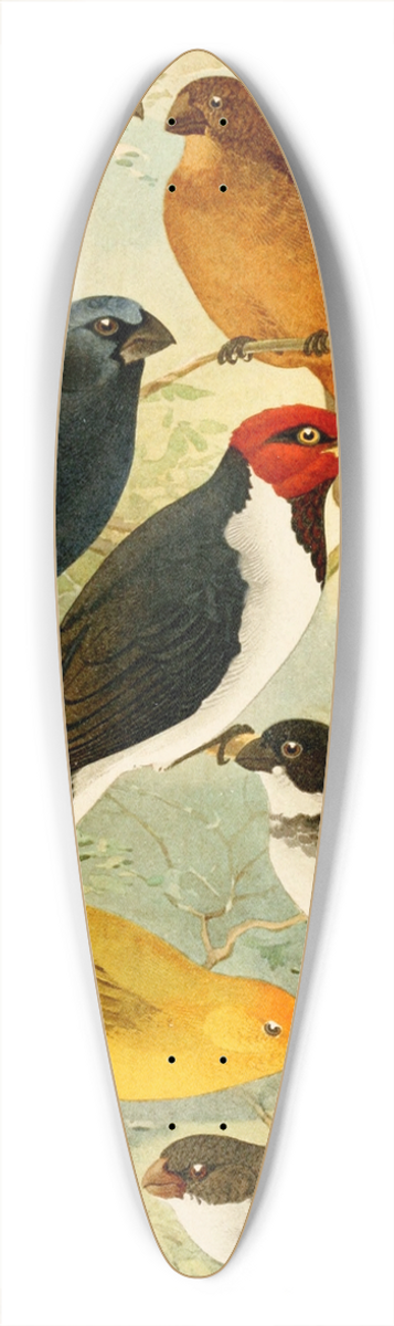 Emil August Gldi - Trinca-ferro, Azulo, Cardeal, Gallo do mato, Serra-serra, Colleiro, Cigarra 39.3 inch art pintail longboard deck