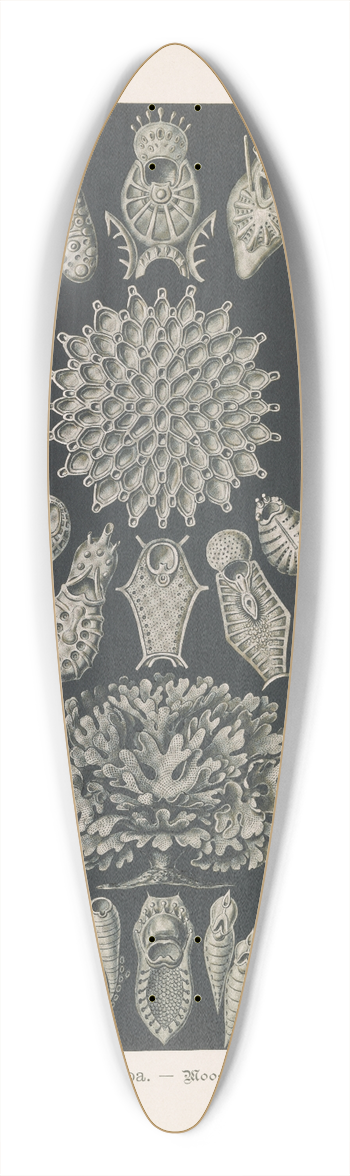 Ernst Haeckel - Bryozoa.  Woostiere 39.3 inch art pintail longboard deck