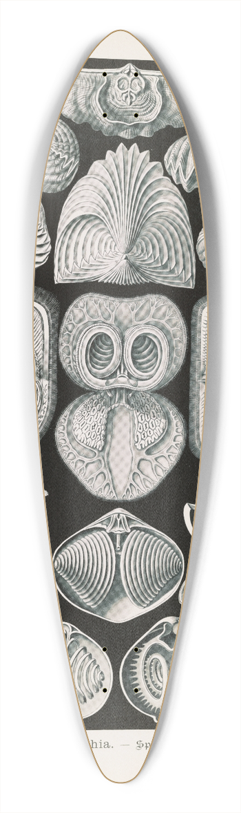 Ernst Haeckel - Spirobranchia.  Spiralkiemer 39.3 inch art pintail longboard deck