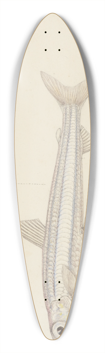 Frank Edward Clarke - Argentina elongata 39.3 inch art pintail longboard deck