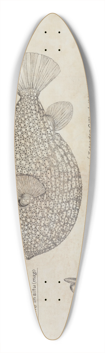 Frank Edward Clarke - Arothron gillbanksii (Gillbanks Globe fish) 39.3 inch art pintail longboard deck