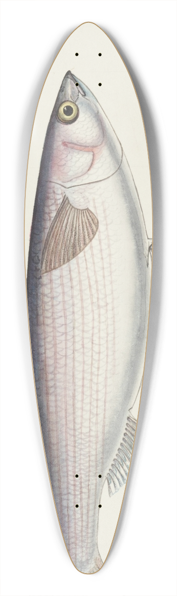 Frank Edward Clarke - Mullet 39.3 inch art pintail longboard deck