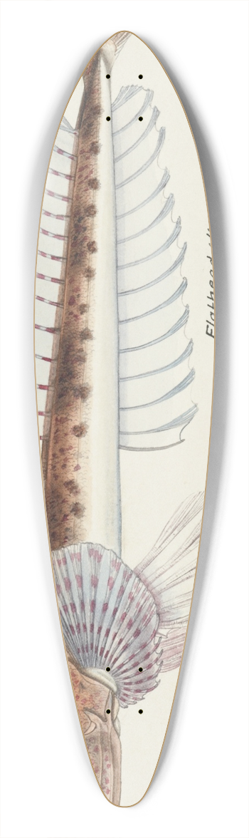 Frank Edward Clarke - Platycephalus sp (Tas) : Flathead 39.3 inch art pintail longboard deck