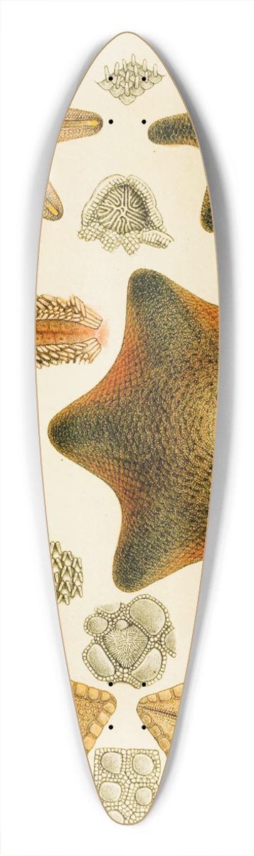 Frederick McCoy - Echinodermata 39.3 inch art pintail longboard deck