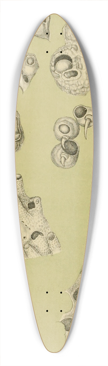 Frederick McCoy - Polyzoa IV 39.3 inch art pintail longboard deck
