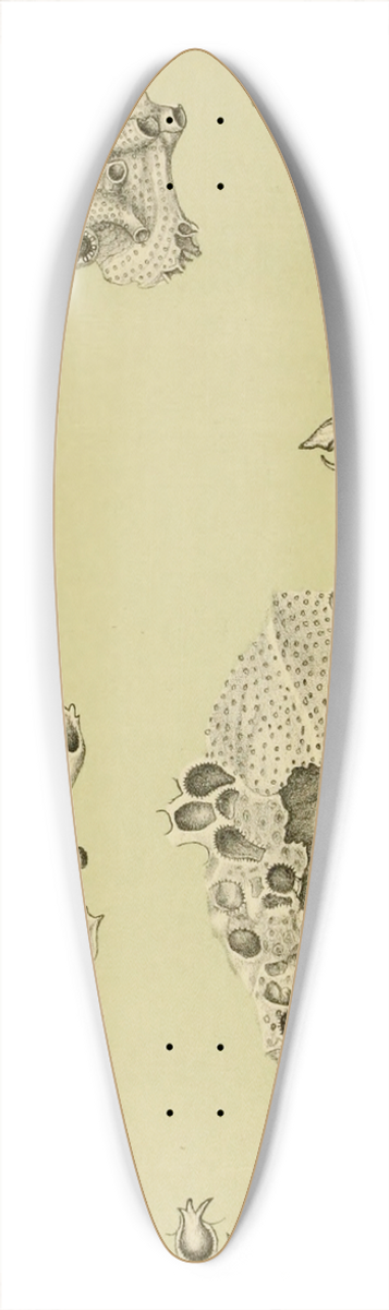 Frederick McCoy - Polyzoa IX 39.3 inch art pintail longboard deck