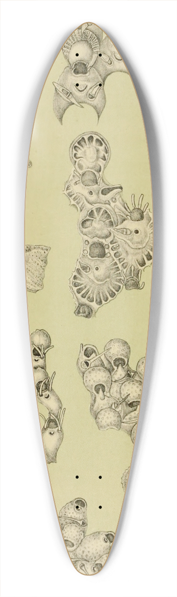 Frederick McCoy - Polyzoa VIII 39.3 inch art pintail longboard deck