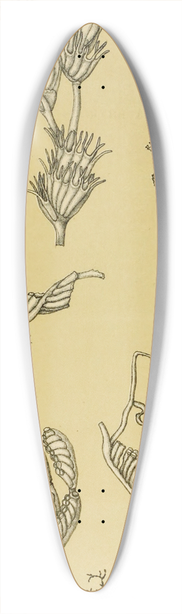 Frederick McCoy - Polyzoa XII 39.3 inch art pintail longboard deck