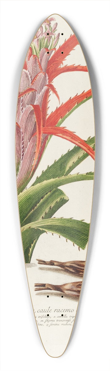 Georg Dionysius Ehret - Bromelia 39.3 inch art pintail longboard deck