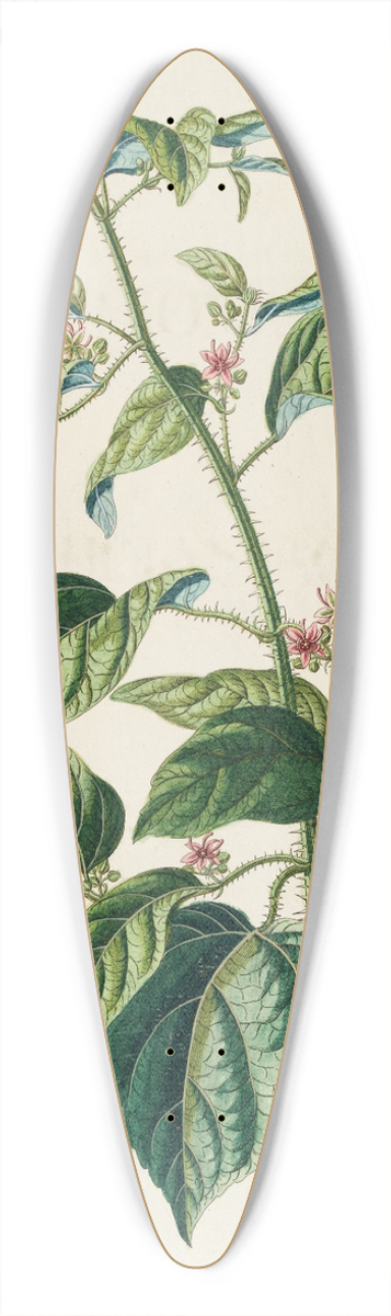 Georg Dionysius Ehret - Byttneria 39.3 inch art pintail longboard deck