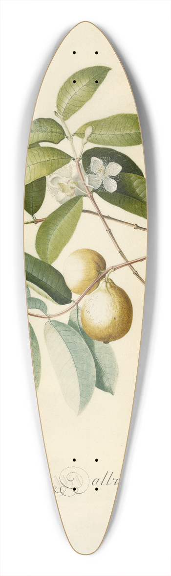 Georg Dionysius Ehret - Guava 39.3 inch art pintail longboard deck