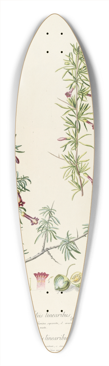 Georg Dionysius Ehret - Lycium 39.3 inch art pintail longboard deck