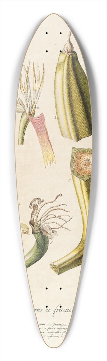 Georg Dionysius Ehret - Musae II 39.3 inch art pintail longboard deck