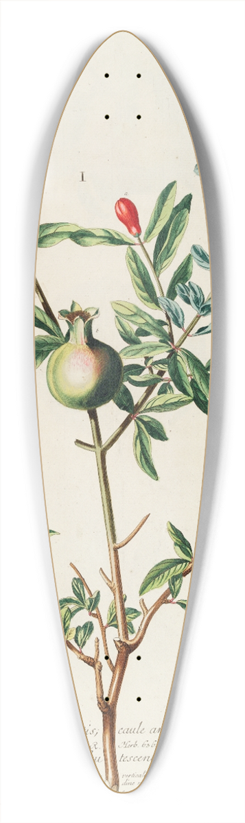 Georg Dionysius Ehret - Punica 39.3 inch art pintail longboard deck