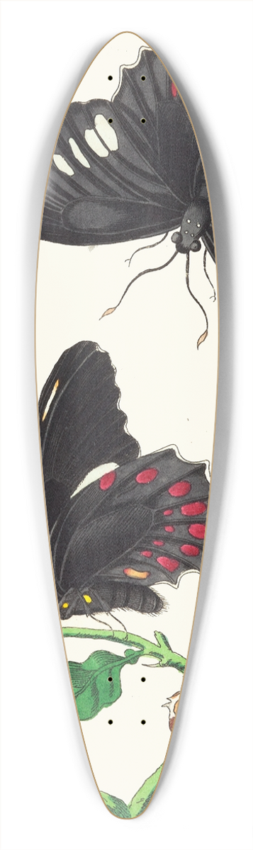 George Shaw - Anchises 39.3 inch art pintail longboard deck