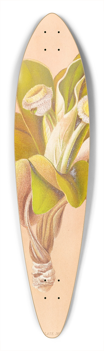 Georgina Burne Hetley - Oleria Insignis 39.3 inch art pintail longboard deck