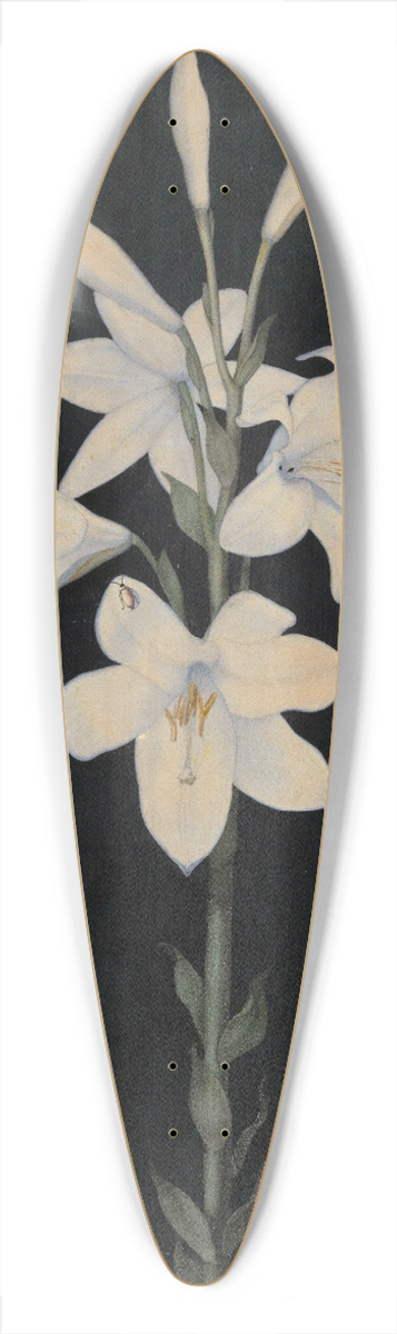 Georg Philipp Schmitt - Lilienstengel auf schwarzem Grund 39.3 inch art pintail longboard deck