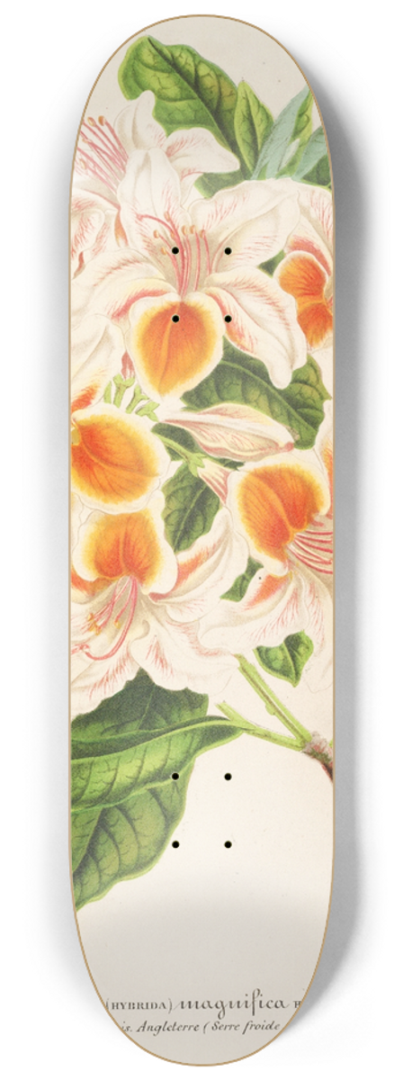 Charles Antoine Lemaire - Azalea magnifica 8.25 inch art skate deck