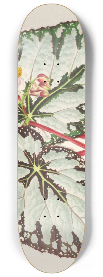 Charles Antoine Lemaire - Begonia Charles Wagner 8.25 inch art skate deck