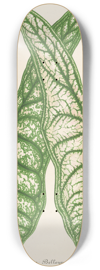 Charles Antoine Lemaire - Caladium Belleymei 8.25 inch art skate deck