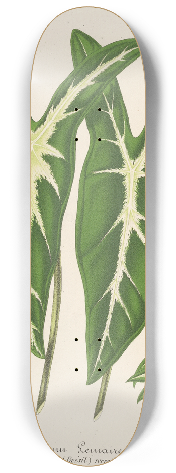 Charles Antoine Lemaire - Caladium Lemaireanum 8.25 inch art skate deck