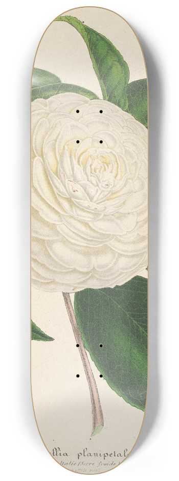 Charles Antoine Lemaire - Camellia planipetala 8.25 inch art skate deck