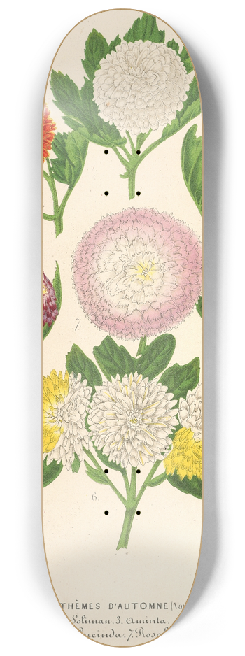 Charles Antoine Lemaire - Chrysanthmes dautomne (varits naines) 8.25 inch art skate deck