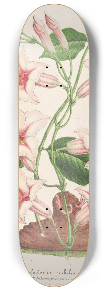 Charles Antoine Lemaire - Dipladenia nobilis 8.25 inch art skate deck