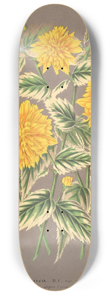 Charles Antoine Lemaire - Kerria japonica, var. fol. argenteo-variegatis 8.25 inch art skate deck