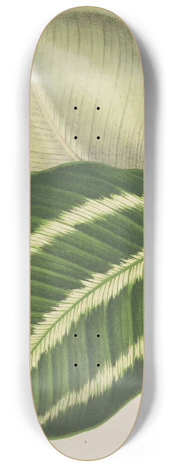 Charles Antoine Lemaire - Maranta virginalis 8.25 inch art skate deck
