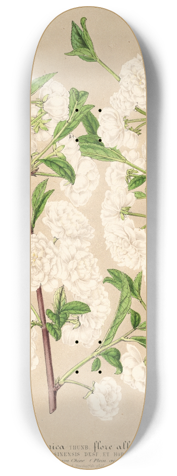 Charles Antoine Lemaire - Prunus (sinensis) japonica 8.25 inch art skate deck