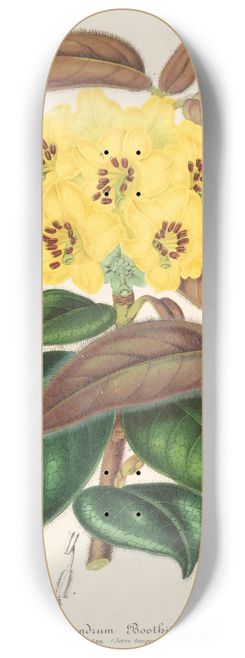Charles Antoine Lemaire - Rhododendrum Boothii 8.25 inch art skate deck