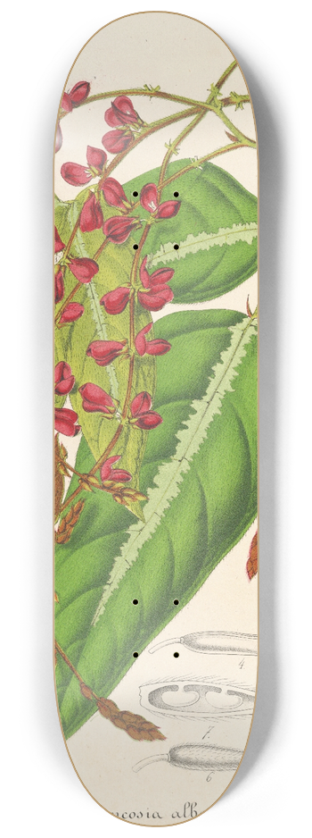 Charles Antoine Lemaire - Rhynchosia albo-nitens 8.25 inch art skate deck