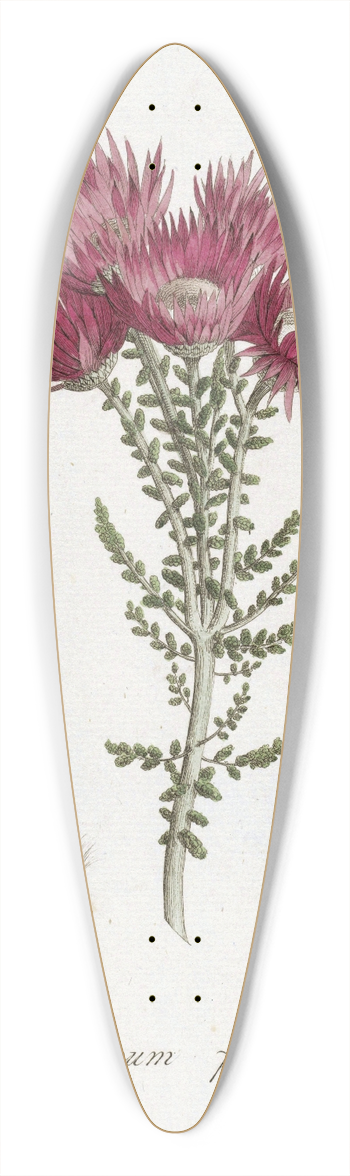 Hendrik Schwegman - Phaenocoma prolifera 39.3 inch art pintail longboard deck