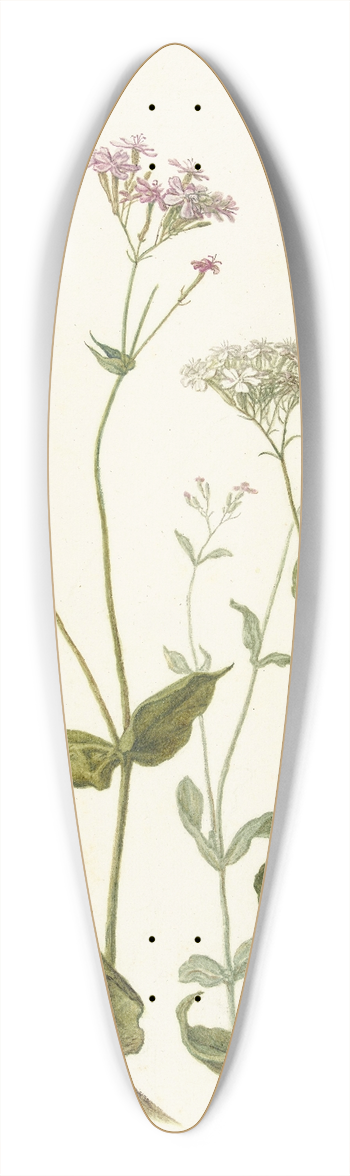 Herman Saftleven - Bladder Senna and Sticky Catchfly 39.3 inch art pintail longboard deck