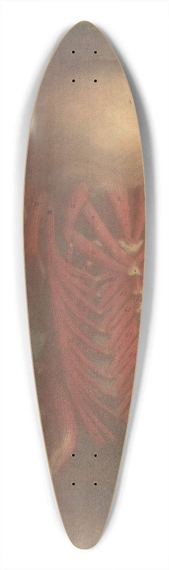 Jacques Fabien Gautier d'Agoty - Male head showing the muscles of the back of the head, neck and shoulder blades 39.3 inch art pintail longboard deck