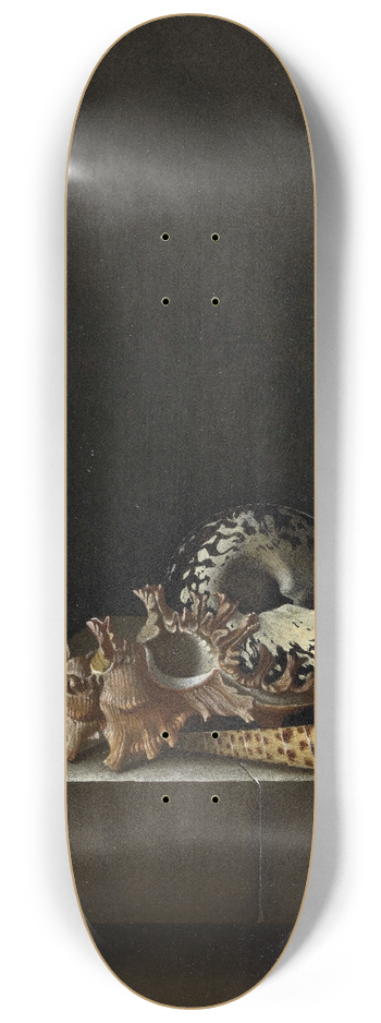 Adriaen Coorte - Shells on a Stone Plinth 8.25 inch art skate deck