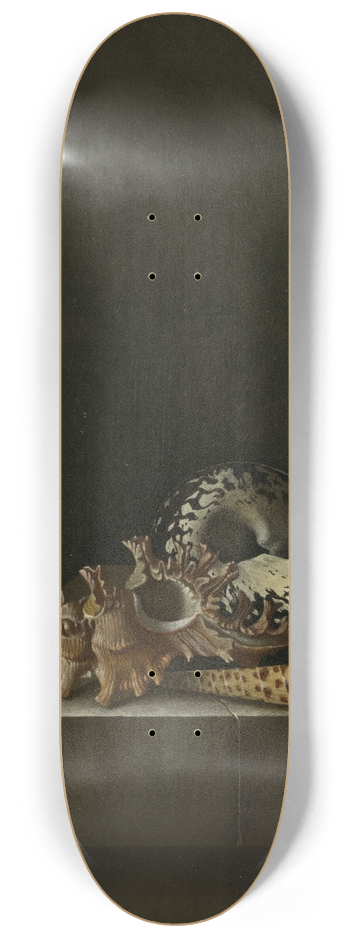 Adriaen Coorte - Shells on a Stone Plinth 8.25 inch art skate deck