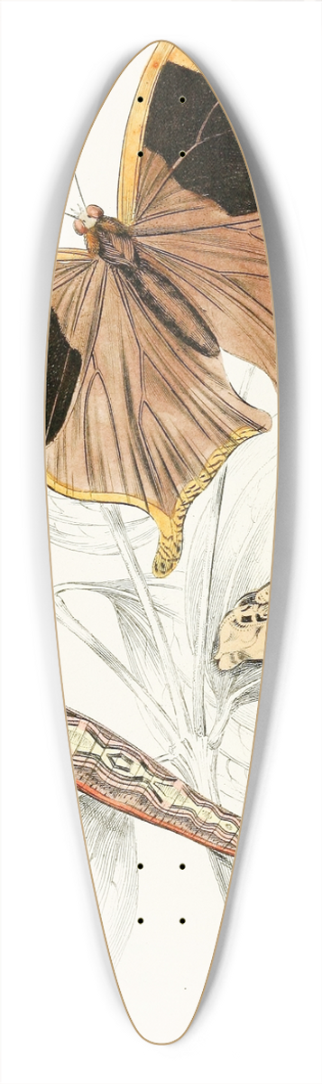 James Duncan - Arpidea Chorinaea 39.3 inch art pintail longboard deck
