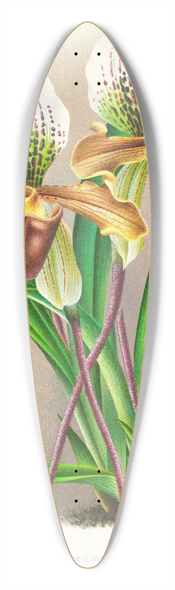 Jean Jules Linden - Cypripedium nitens 39.3 inch art pintail longboard deck