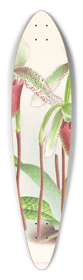 Jean Jules Linden - Cypripedium superbiens 39.3 inch art pintail longboard deck