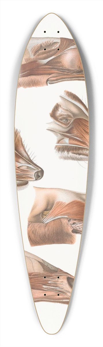 Johan Erik Vesti Boas - Fore End Of Head Of Elk, Nasua, Dromedary, Erinaceus,Wapiti 39.3 inch art pintail longboard deck